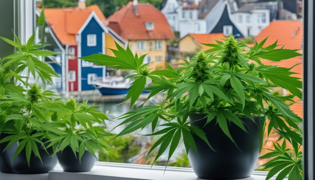 weed in Grimstad