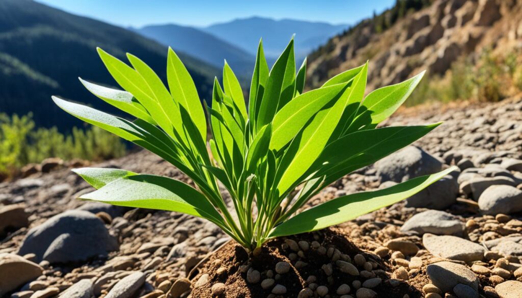 weed in Karditsa